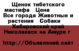 Щенок тибетского мастифа › Цена ­ 60 000 - Все города Животные и растения » Собаки   . Хабаровский край,Николаевск-на-Амуре г.